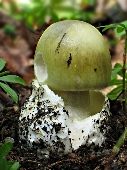 muchotrávka zelená Amanita phalloides (Vaill. ex Fr.) Link