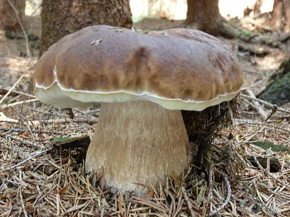 hřib smrkový - Hríb smrekový Boletus edulis Bull.