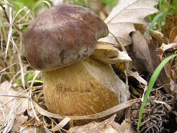 hríb dubový Boletus reticulatus Schaeff.