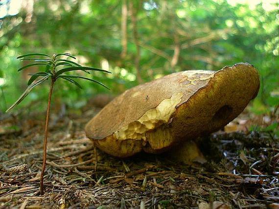 hríb horský Butyriboletus subappendiculatus (Dermek, Lazebn. & J. Veselský) D. Arora & J.L. Frank