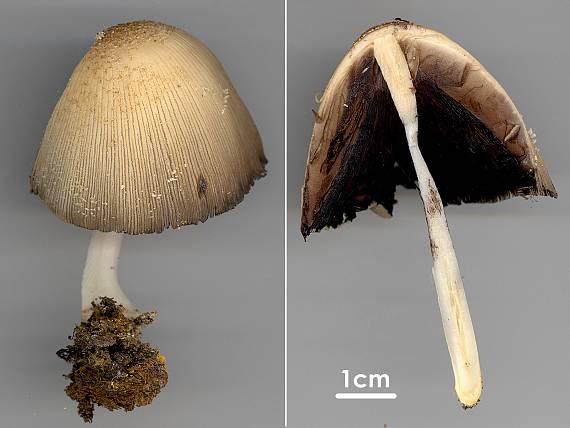 hnojník okrový Coprinellus domesticus (Bolton) Vilgalys, Hopple & Jacq. Johnson