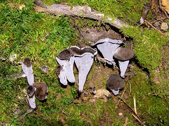 lievik trúbkovitý Craterellus cornucopioides (L.) Pers.