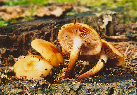 šupinovka menlivá / Opeňka měnlivá Kuehneromyces mutabilis (Schaeff.) Singer & A.H. Sm.