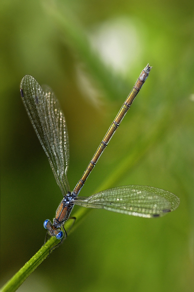 šidlovka Lestes sp.