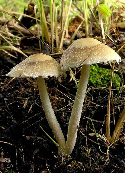 drobuľka  Psathyrella sp.