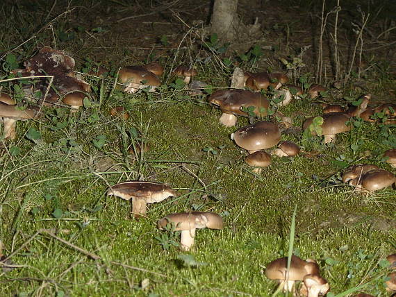 čírovka Tricholoma sp.