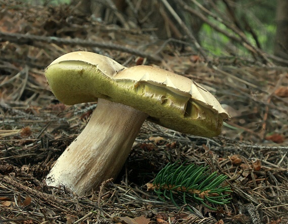 hríb smrekový Boletus edulis Bull.