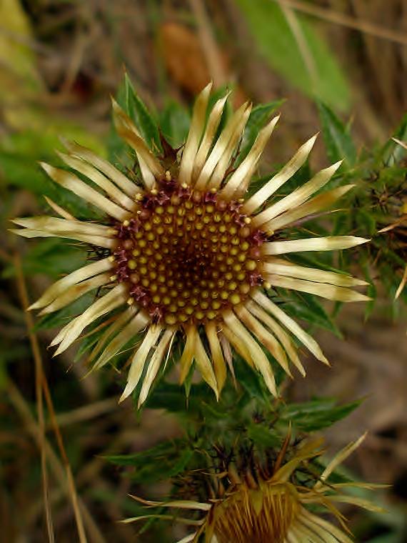 krasovlas obyčajný Carlina vulgaris L.