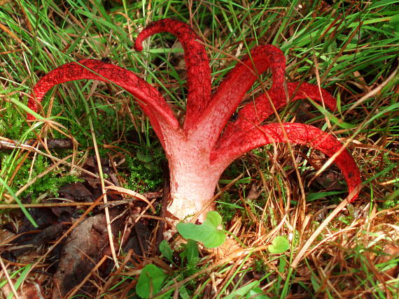 mrežovka kvetovitá Clathrus archeri (Berk.) Dring