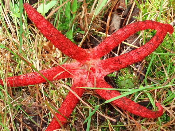 mrežovka kvetovitá Clathrus archeri (Berk.) Dring