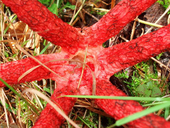 mrežovka kvetovitá Clathrus archeri (Berk.) Dring