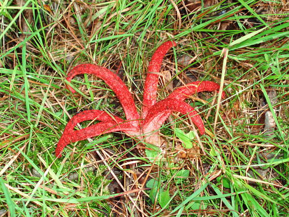 mrežovka kvetovitá Clathrus archeri (Berk.) Dring