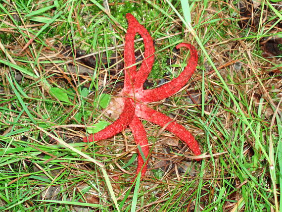 mrežovka kvetovitá Clathrus archeri (Berk.) Dring