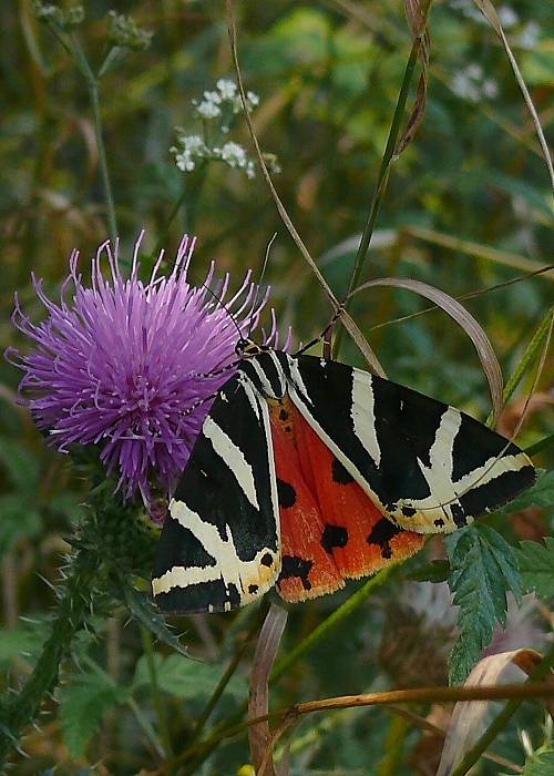 spriadač kostihojový Euplagia quadripunctaria