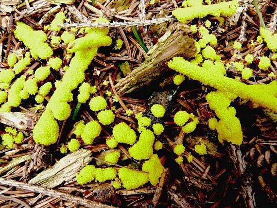 vápenatka nazelenalá Physarum virescens Ditmar