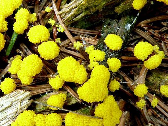 vápenatka nazelenalá Physarum virescens Ditmar