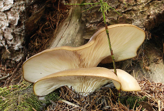 hliva buková Pleurotus pulmonarius (Fr.) Quél.