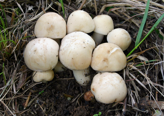 čírovnica májová Calocybe gambosa (Fr.) Donk