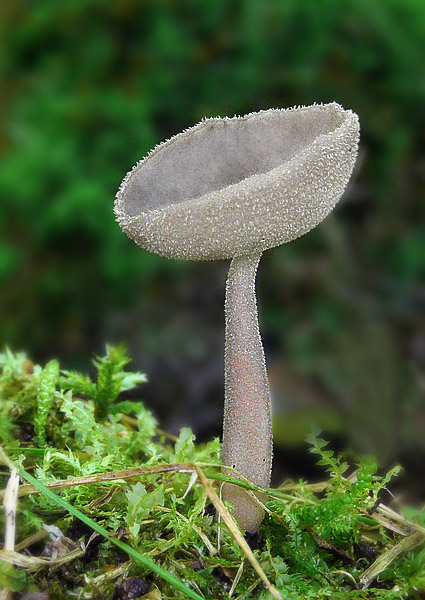 chriapač brvitý Helvella macropus (Pers.) P. Karst.