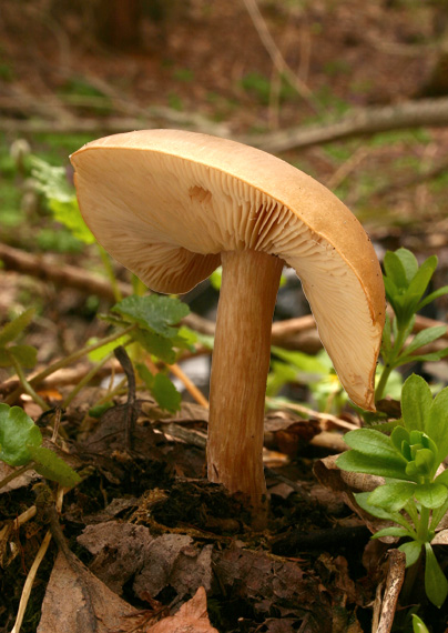 tmavuľka žltohnedá Melanoleuca cognata (Fr.) Konrad & Maubl.