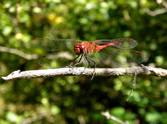 vážka červená Sympetrum sanguineum