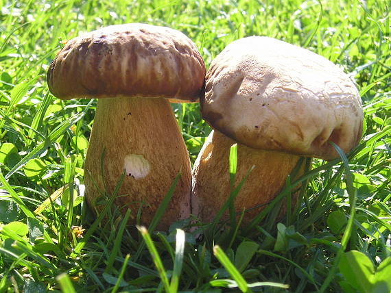 hríb Boletus sp.