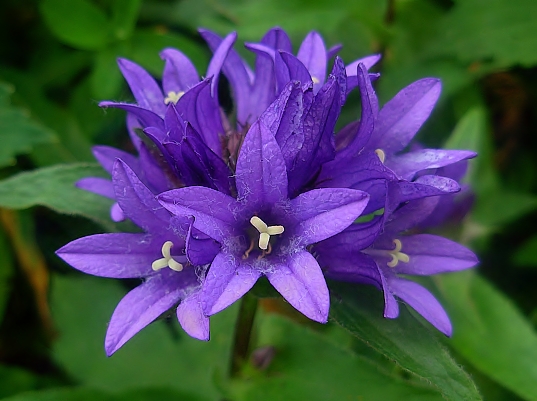 zvonček veľkokvetý Campanula glomerata subsp. elliptica (Kit. ex Schult.) O. Schwarz