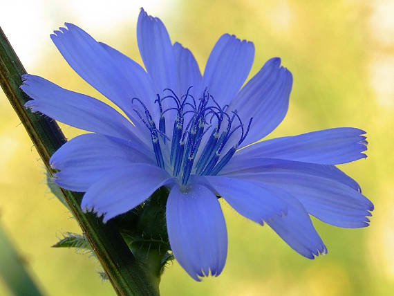 čakanka obyčajná Cichorium intybus L.