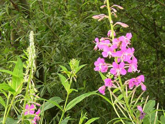 vŕbka úzkolistá Epilobium angustifolium