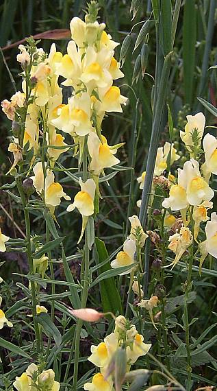 pyštek obyčajný Linaria vulgaris Mill.