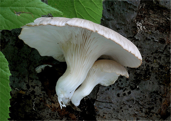 hliva buková Pleurotus pulmonarius (Fr.) Quél.