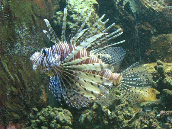 pterois ohnivy pterois volitans