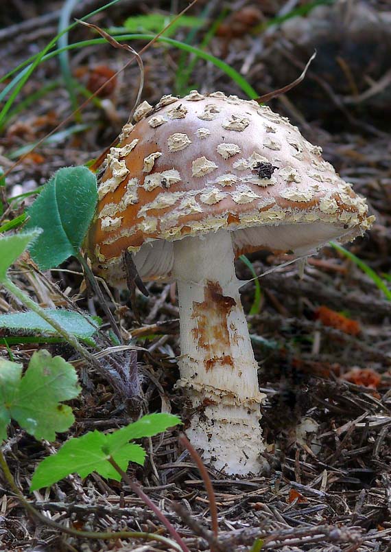 muchotrávka kráľovská Amanita regalis (Fr.) Michael