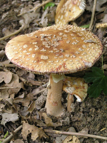 muchotrávka červenkastá Amanita rubescens Pers.