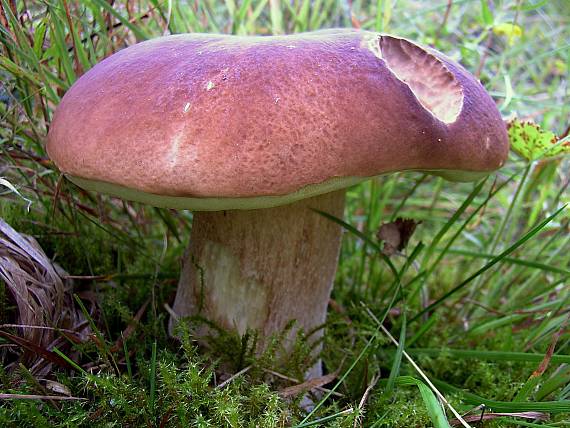 hríb smrekový Boletus edulis Bull.