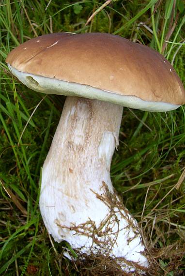 hríb smrekový Boletus edulis Bull.