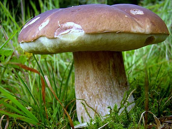 hríb smrekový Boletus edulis Bull.