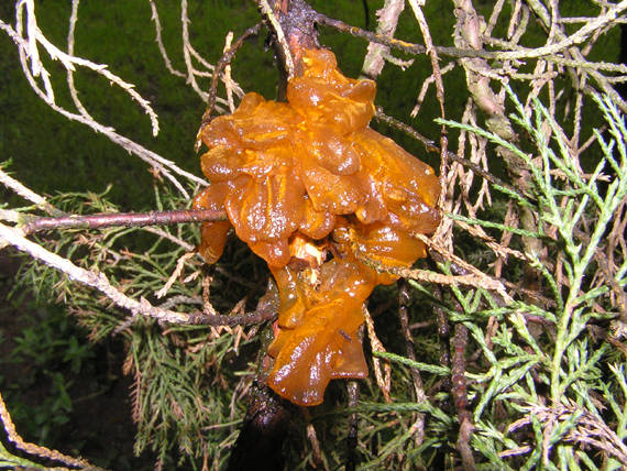 hrdzavka hrušková Gymnosporangium sabinae (Dicks.) G. Winter