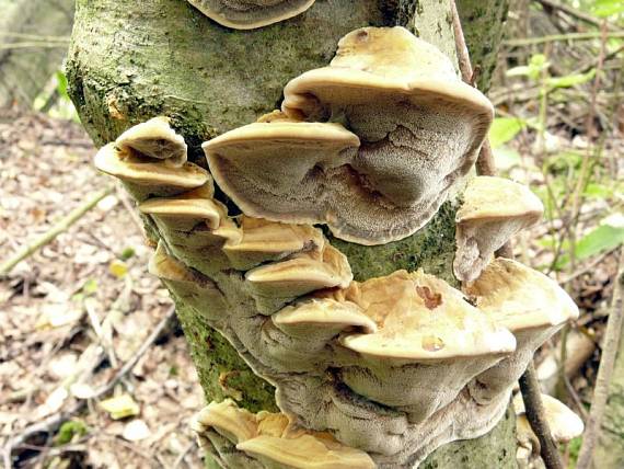 rezavec lesknavý - Ryšavec lúčový Inonotus radiatus (Sowerby) P. Karst.