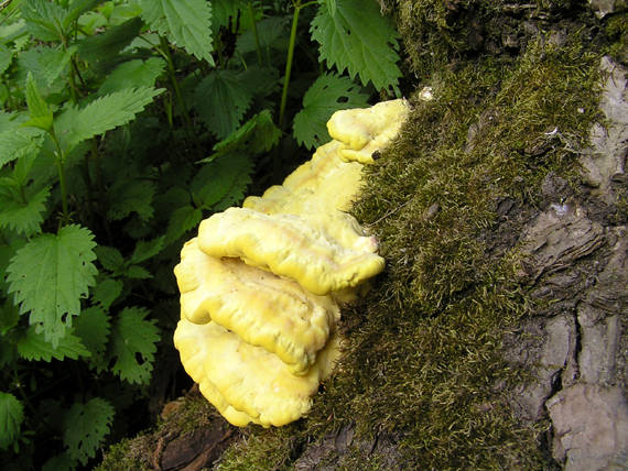 sírovec obyčajný Laetiporus sulphureus (Bull.) Murrill