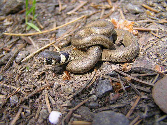 užovka obojková Natrix natrix