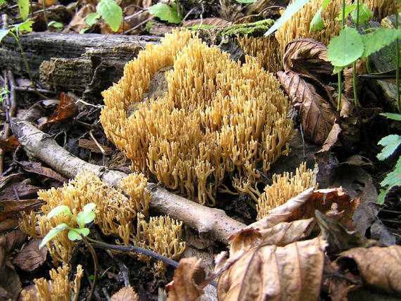 strapačka Ramaria sp.