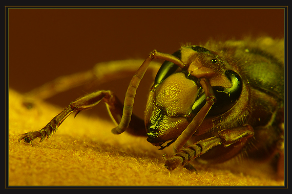 sršeň obyčajný Vespa crabro