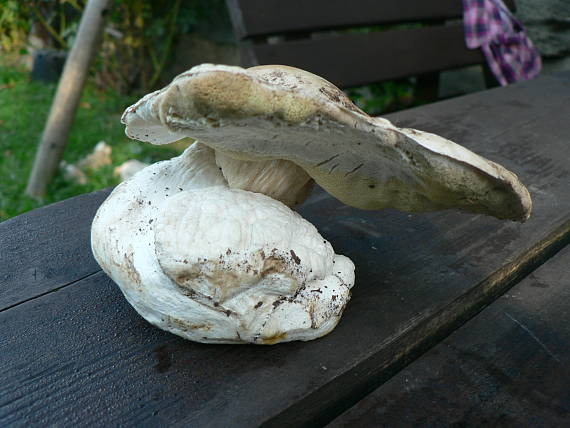 hríb smrekový Boletus edulis Bull.