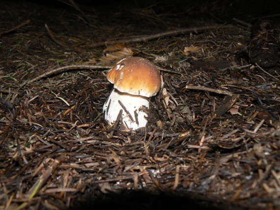 hríb smrekový Boletus edulis Bull.