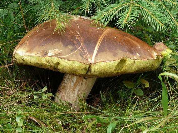 hřib smrkový - Hríb smrekový Boletus edulis Bull.