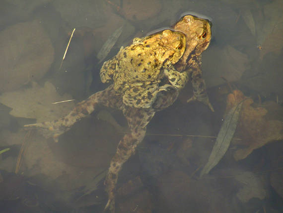 ropucha bradavičnatá Bufo bufo