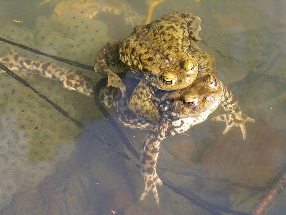 ropucha bradavičnatá Bufo bufo