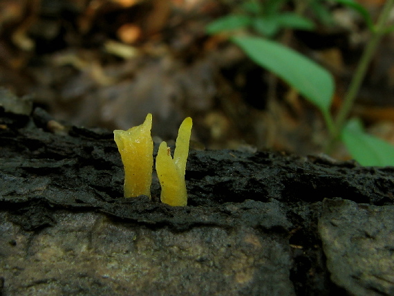 parôžkovec malý Calocera cornea (Fr.) Loud.