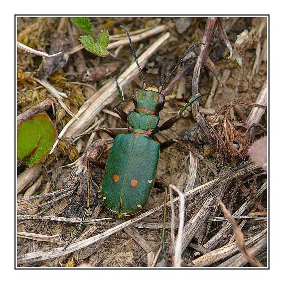 svižník poľný Cicindela campestris